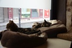Quand les chats s'installent au comptoir