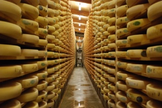 100 000 meules de comté, soit l'équivalent de 4 km de rayonnage continu peuplent la cave du fort Saint-Antoine. Empilées les unes sur les autres, celles-ci atteindraient 12 000 mètres d'altitude.