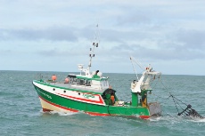 Long de treize mètres, le Sauvage permet de pêcher à la drague jusqu'à 1,5 tonnes de coquilles Saint-Jacques.