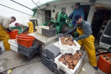 Capture, tri, étiquetage des coquilles, les matelots s'occupent des mollusques avec un soin très particulier. Les coquilles seront ensuite vendues sur la criée le lendemain.