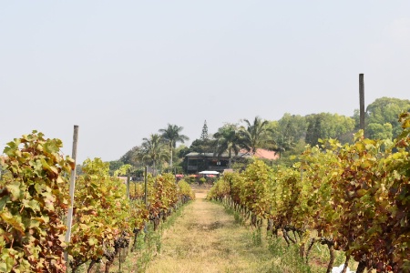 Un vignoble birman.