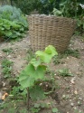 Le lycée Belliard possède sa propre vigne