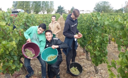 les étudiants de BTS MHR vendangent une parcelle de Chardonnay les étudiants de BTS MHR vendangent une parcelle de Chardonnay