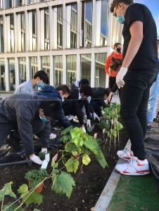 sensibiliser les élèves aux bienfaits des plantes