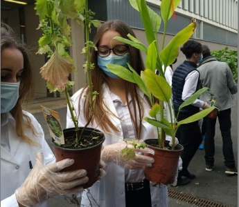 Plantations (mois d'octobre)