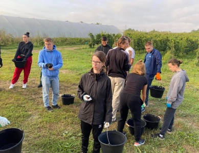 Les STHR du lycée Emilie Du Châtelet participant aux vendanges.