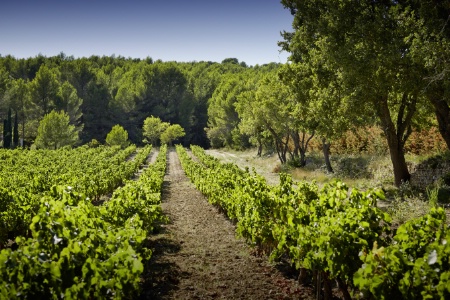 Les vignobles du Domaine de Fontenille.