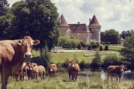 Un élevage de vaches limousines occupe une grande partie du domaine.