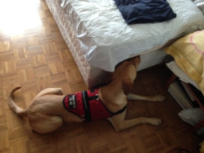 La truffe du chien renifleur Rocky, de DogScan, est imparable pour localiser les punaises de lit avant d'engager un traitement. La truffe du chien renifleur Rocky, de DogScan, est imparable pour localiser les punaises de lit avant d'engager un traitement.