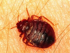 Animal de nuit, la punaise de lit se cache le jour et profite de la nuit pour sucer le sang de ses victimes.