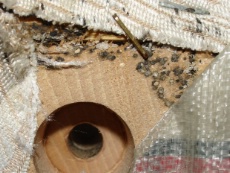 Larves de punaises de lit dans un sommier de lit. À l'âge adulte, celles-ci mesurent 5 à 8 mm de long.
