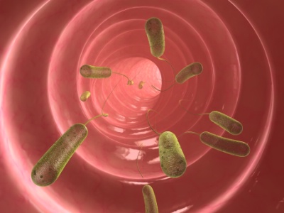 E.coli est une bactérie intestinale des mammifères très commune chez l'être humain. E.coli est une bactérie intestinale des mammifères très commune chez l'être humain.