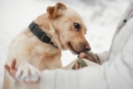 Punaises de lit : faire appel à la détection canine