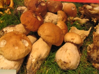 L'Office national des fôrets estime que 5 000 tonnes de champignons sauvages sont récoltées chaque année.