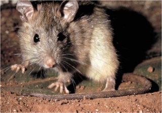 Les souris femelles peuvent avoir 10 portées de 5 souriceaux en moyenne par an. Les souris femelles peuvent avoir 10 portées de 5 souriceaux en moyenne par an.