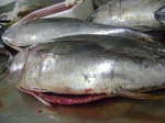Un tiers  du poisson consommé aux États-Unis fait l'objet d'un étiquetage frauduleux
