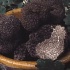 C’est le moment de découvrir la truffe d’été !