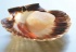 Les Coquilles Saint-Jacques Royales de Norvège