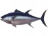 Quel poisson au menu ?