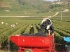 Le temps des vendanges