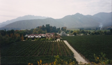 Vignes chiliennes, au pied de la cordillère des Andes.