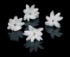 Les fleurs de jasmin comestibles par Koppert Cress