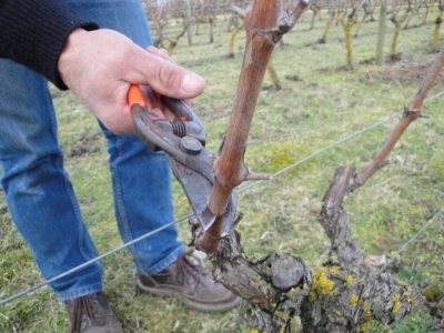 En forte progression ces dernières années, la viticulture ‘bio’ concerne toutes les régions de France et tous les types de vins : blancs, rouges, rosés, effervescents, liquoreux...