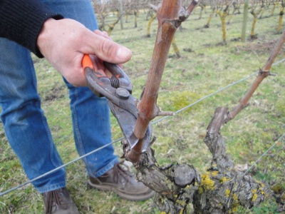 En forte progression ces dernières années, la viticulture ‘bio’ concerne toutes les régions de France et tous les types de vins : blancs, rouges, rosés, effervescents, liquoreux... En forte progression ces dernières années, la viticulture ‘bio’ concerne toutes les régions de France et tous les types de vins : blancs, rouges, rosés, effervescents, liquoreux...
