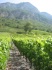 Des vins de Savoie en plein ascension