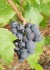 Le Beaujolais nouveau arrive le 18 novembre