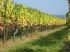“Avez-vous des vins bio ?”