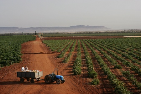L'un des vignobles des celliers de Meknès, au Maroc. L'un des vignobles des celliers de Meknès, au Maroc.
