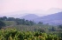 Un bon millésime pour les Côtes du Rhône et la Vallée du Rhône