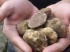 De la truffe blanche trouvée en Drôme provençale