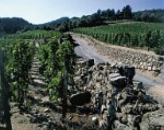 Le vignoble de Cornas.
