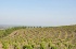 L'appellation Faugères fête ses 30 ans