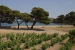 Cazes acquiert le Clos des Paulilles