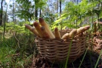 Les asperges arrivent : quels vins pour les accompagner ?