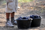 Début des vendanges en Provence