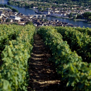 Des vignes de côte-saint-jacques.