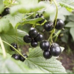 Première cueillette de cassis en Bourgogne sous indication géographique