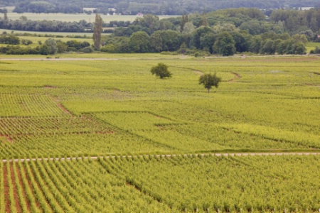 Le vignoble de Beaune. Le vignoble de Beaune.