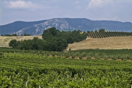 Vigne et champs cultivés en bio. Vigne et champs cultivés en bio.