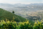 Piémont pyrénéen : des vins pour tous les moments du repas