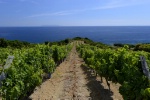 Vins corses : ne les oubliez pas