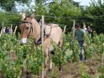 Des vins bio en accord avec le dveloppement durable