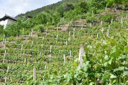 La vigne s'est très bien acclimatée au climat du Yunnan. La vigne s'est très bien acclimatée au climat du Yunnan.