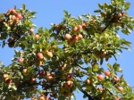 Les nouvelles saveurs du cidre, une tendance qui trouve sa place en CHR