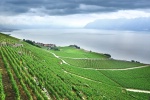 Et si vous proposiez des vins suisses ?