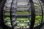 Metro France lance le plus grand potager urbain indoor d'Europe